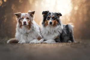 Hundefoto Augsburg Aussies im Sonnenaufgang