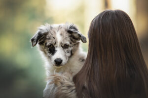 Hundefoto Augsburg Border Collie im Wald