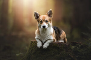 Hundefoto Augsburg Welsh Corgi Cardigan im Wald