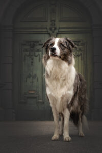 Hundefoto Augsburg Border Collie in der Stadt