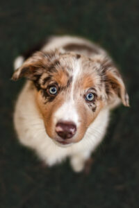 Hundefoto Augsburg Border Collie im Wald