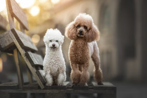 Hundefoto Augsburg Pudel in der Stadt