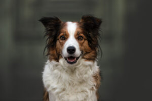 Hundefoto Augsburg Portrait Border Collie