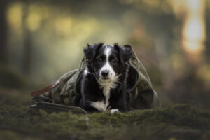 Hundefoto Augsburg Border Collie im Wald Rucksack