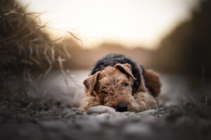 Hundefoto Augsburg Airedale Terrier Sonnenaufgang am Lech