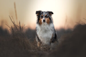 Hundefoto Augsburg Aussie im Sonnenaufgang