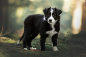 Hundefoto Augsburg Border Collie im Wald