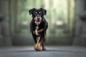 Hundefoto Mischling in der Stadt