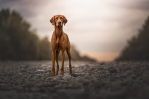 Hundefoto Augsburg Viszla am Lech