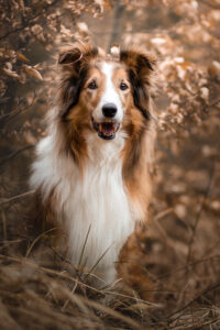 Hundefoto Augsburg Collie im Wald