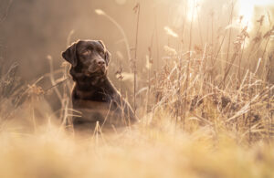 Hundefoto Augsburg Labrador im Feld