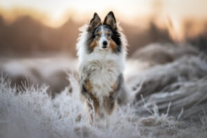 Hundefoto Augsburg Sheltie im Sonnenaufgang