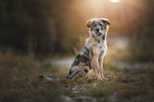 Hundefoto Augsburg Aussie Mischling im Feld