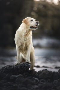 Hundefoto Augsburg Labrador am Wasser