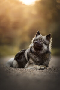 Hundefoto Augsburg Wolfspitz im Wald