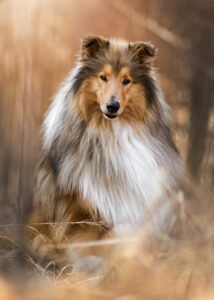 Hundefoto Augsburg Collie im Wald