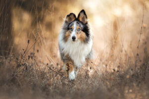 Hundefoto Augsburg Sheltie im Wald