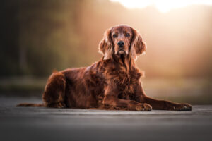 Hundefoto Irish Red Setter Sonnenaufgang am See