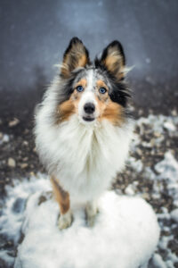 Hundefoto Augsburg Sheltie am See