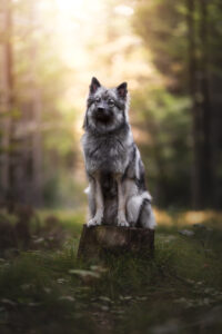 Hundefoto Augsburg Wolfspitz im Wald