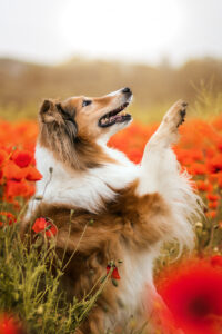 Hundefoto Augsburg Collie im Mohnfeld